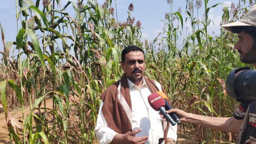 الشيخ إبراهيم شراعي يدشن حصاد مزارع الذرة الرفيعة بتهامة